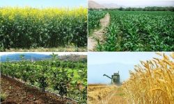 ایجاد شبکه منسجم سایتهای الگویی کشاورزی در لرستان کلید خورد