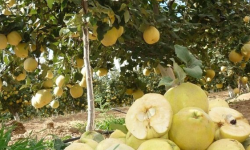 برداشت سالانه ۳ هزار تن به در لرستان