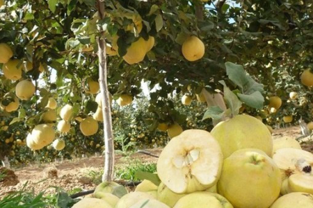برداشت سالانه ۳ هزار تن به در لرستان