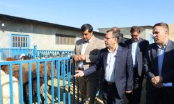 مشکل تأمین نهادههای دامی در لرستان بهزودی حل میشود