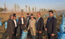 بذرهای زودرس و آبیاری نوین،راه نجات بخش کشاورزی از تنش آبی