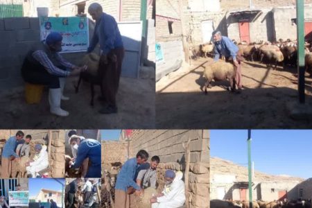 واکسیناسیون ۱۲ هزار رأس دام در رزمایش سه‌روزه جهادی کوهدشت
