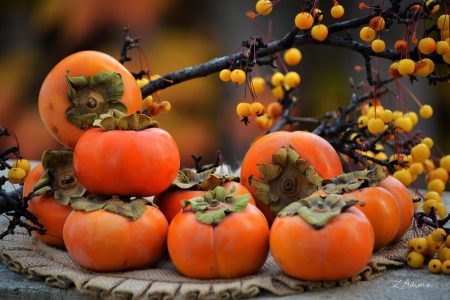 خرمالو؛میوه‌ای خوش‌رنگ اما دو چهره‌!