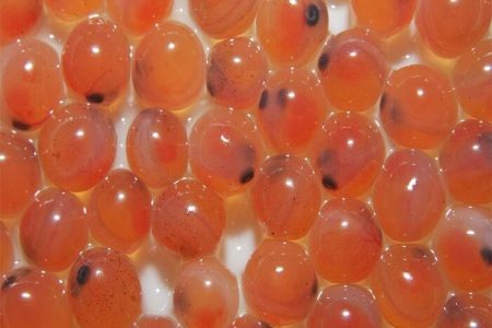 صادرات تخم ماهی چشم زده از لرستان به تاجیکستان