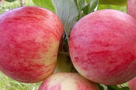 تأمین میوه سیب شب عید در بروجرد