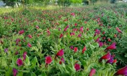 سطح زیر کشت گیاهان دارویی به ۱۲۰۰هکتار رسید