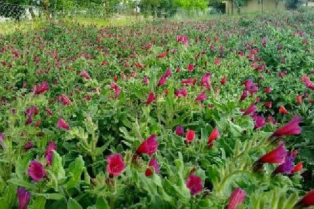 سطح زیر کشت گیاهان دارویی به ۱۲۰۰هکتار رسید