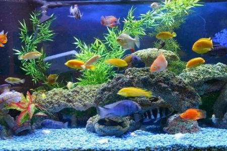 تولید بیش از ۲ میلیون قطعه ماهیان زینتی در لرستان
