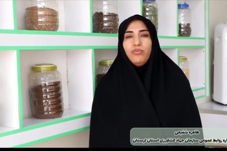معرفی الگوی موفق تولید خوراک دامی نوآورانه در برنامه «نبض کشاورز»