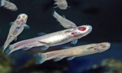 ماهی کور لرستان؛نادرترین گونه‌ ساکن آب شیرین در جهان