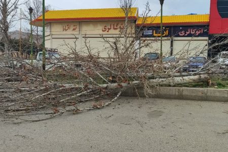 قطع شبانه ۳۶ درخت چنار؛هرس یا تخریب؟