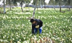 برداشت گل نرگس از اراضی پلدختر