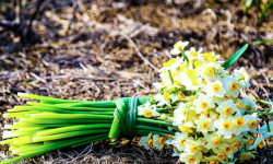 درآمد میلیاردی از فروش گل نرگس در پلدختر