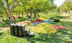 صدور شناسنامه باغات لرستان به بیش از ۲۰ هزار هکتار میرسد