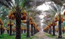 ایجاد نخلستان ۲ هکتاری در جنوب لرستان