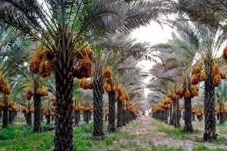 ایجاد نخلستان ۲ هکتاری در جنوب لرستان