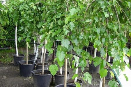 اختصاص ۱۰ هزار نهال توت برای پرورش کرم ابریشم در لرستان
