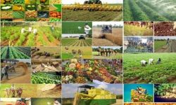 «تأمین پایدار کالاهای اساسی و تضمین امنیت غذایی» در مسیر تحقق شعار سال