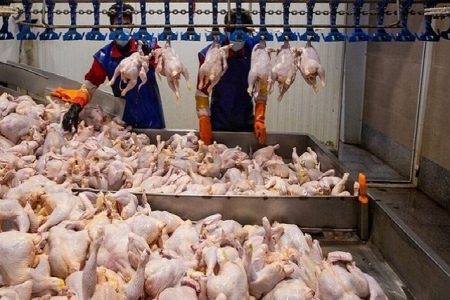 ۴۵۰ تن گوشت مرغ در لرستان توزیع می‌شود