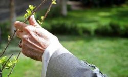 درختی که با خون آبیاری شد