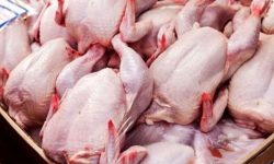 عرضه ۲ میلیون قطعه مرغ گوشتی در لرستان
