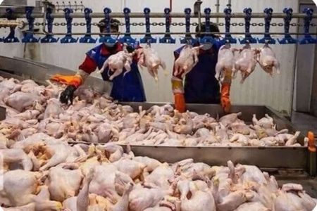 کسب رتبه اول کشوری لرستان در تولید قراردادی مرغ