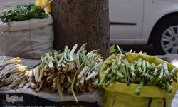 سخاوت فصل بهار و رویش گیاهان خوراکی در دل کوه های لرستان