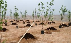 مشارکت محکومان قضایی برای احیای عرصه‌های طبیعی لرستان