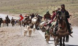 ۲۰هزار پروانه چرای دام در لرستان صادر شد