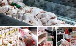 عرضه ۷۳۰ تن گوشت مرغ در بازار لرستان