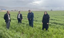 هشدار جدی درباره سرمازدگی بهاره غلات در لرستان