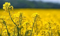 وضعیت مطلوب مزارع کلزای لرستان؛پایش مستمر ضروری است