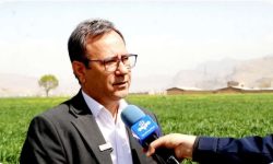 پیش‌بینی تولید ۵۵۰ هزار تن گندم در لرستان