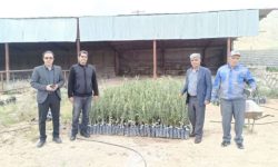 طرح توسعه باغات زیتون در اراضی شیب‌دار لرستان