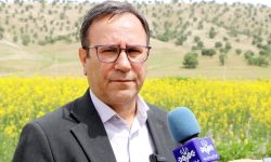 پیش‌بینی برداشت ۶۵۰۰ تن کلزا از مزارع لرستان