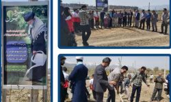 غرس ۲ هزار اصله نهال به مناسبت سالروز ولادت رهبر شهید در بروجرد
