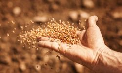 تخصیص ۱۰۴۲ میلیارد برای خرید بذر به لرستان
