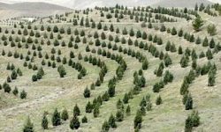 پیشتازی لرستان در اجرای طرح کاشت یک میلیارد درخت
