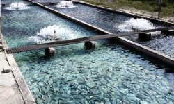 شناسایی ۲۰ نقطه مستعد جدید برای توسعه آبزی‌پروری