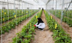 پیش‌بینی برداشت ۸۰ هزار تن محصولات گلخانه‌ای در لرستان