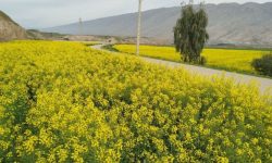 پلدختر زیر موج‌های طلایی کلزا
