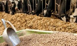 صعود خیره‌کننده تولیدکنندگان لرستانی به قله صنعت خوراک دام کشور