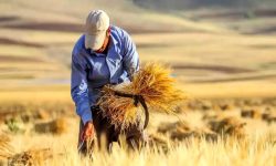 آغاز خرید تضمینی گندم در لرستان