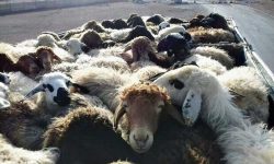 توقیف ۳ کامیون حامل ۲۴۲ رأس گوسفند فاقد مجوز در کوهدشت