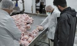 تشکیل ۸۰۷ پرونده تخلفاتی در حوزه بازار مرغ لرستان
