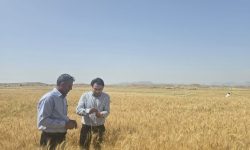 آغاز عملیات مبارزه با آفت سن در مزارع لرستان
