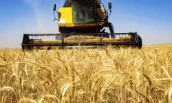 پیش‌بینی برداشت ۷۰۰ هزار تن گندم و جو در لرستان