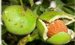 کاشت ۵۶۰۰ اصله نهال گردو در لرستان