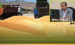 راه اندازی ۳۲ مرکز خرید تضمینی گندم و کلزا در لرستان