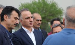 پیش‌بینی تولید ۳۵۰ هزار تن دانه‌های روغنی در کشور